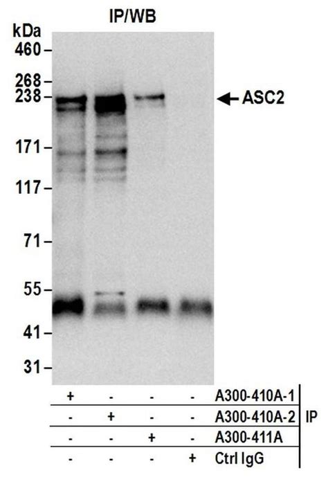 asc2/asci antibody|ASC2 Polyclonal Antibody (A300.